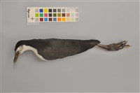 藏品(白腹秧雞)的圖片